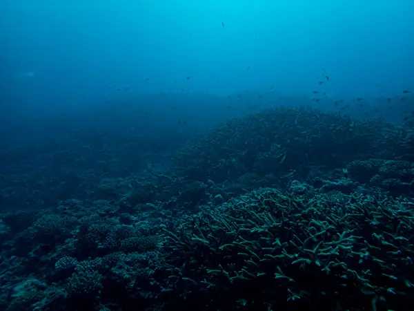 Diving & Snorkelling